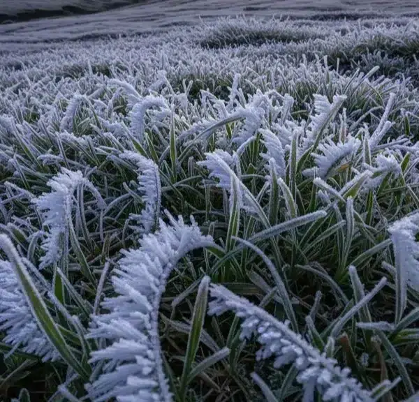 Fenomena Embun Upas Dieng Kapan Terjadi